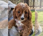 Small Photo #8 Cavapoo (Miniature) Puppy For Sale in SISTERS, OR, USA