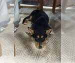 Small #4 Collie Mix