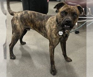 Mutt Dogs for adoption in Forestville, MD, USA
