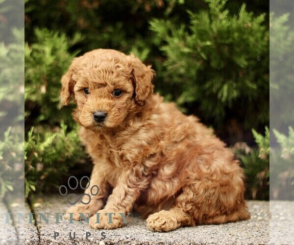 Medium Photo #1 Goldendoodle (Miniature) Puppy For Sale in KINZERS, PA, USA