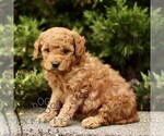 Small Goldendoodle (Miniature)