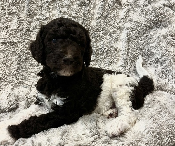 Medium Photo #1 Double Doodle Puppy For Sale in ANDERSON, SC, USA