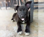 Small #9 Labrador Retriever Mix