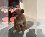 Small Photo #1 Golden Retriever-Goldendoodle Mix Puppy For Sale in CORRAL DE TIERRA, CA, USA
