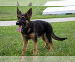 Small #2 German Shepherd Dog