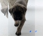 Small Photo #47 Mastiff-Pyrenean Mastiff Mix Puppy For Sale in RHOME, TX, USA