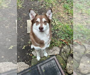Poppi - Female Siberian Husky Dog for Adoption - Photo #2