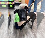 Small Photo #2 Great Dane-Unknown Mix Puppy For Sale in Thomasville, NC, USA
