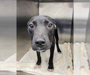 Labrador Retriever-Unknown Mix Dogs for adoption in Mobile, AL, USA