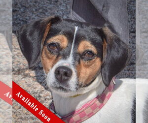 Raggle Dogs for adoption in Huntley, IL, USA