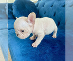 Small #11 French Bulldog