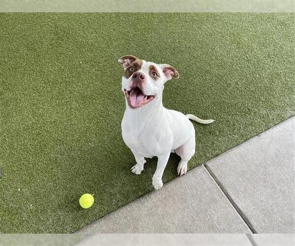 Medium Photo #2 American Pit Bull Terrier-Unknown Mix Puppy For Sale in Waco, TX, USA