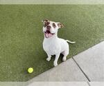 Small Photo #2 American Pit Bull Terrier-Unknown Mix Puppy For Sale in Waco, TX, USA