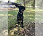 Small Photo #4 Miniature Pinscher Puppy For Sale in Rosenberg, TX, USA