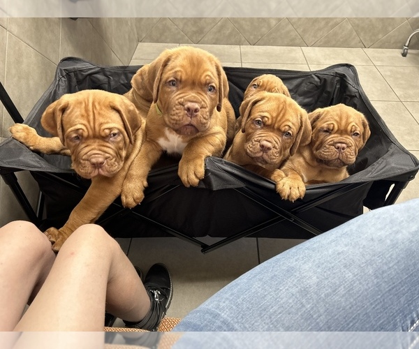 Medium Photo #1 Dogue de Bordeaux Puppy For Sale in SCOTTSDALE, AZ, USA