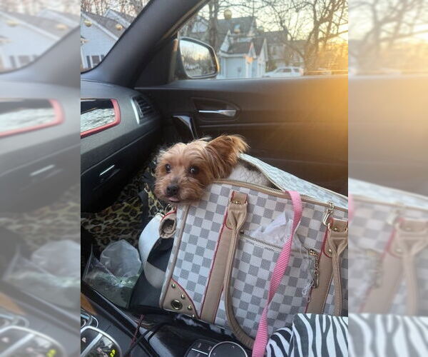 Medium Photo #3 Mutt Puppy For Sale in Allentown,, PA, USA