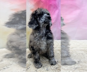 Poodle (Standard) Puppy for sale in ADAMSVILLE, TN, USA