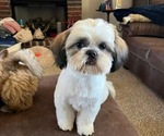 Small #2 Shih Tzu