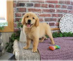 Small #3 Golden Retriever