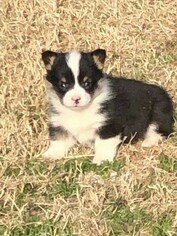 Pembroke Welsh Corgi Puppy for sale in HASKELL, OK, USA