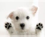 Puppy 4 West Highland White Terrier