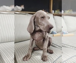 Small Photo #4 Weimaraner Puppy For Sale in BUNNELL, FL, USA
