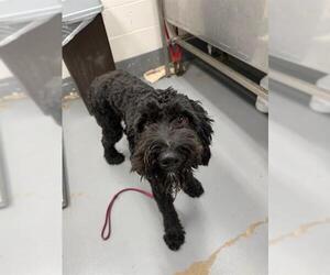 Goldendoodle Dogs for adoption in Peoria, IL, USA