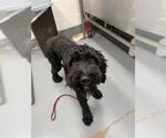 Small Goldendoodle