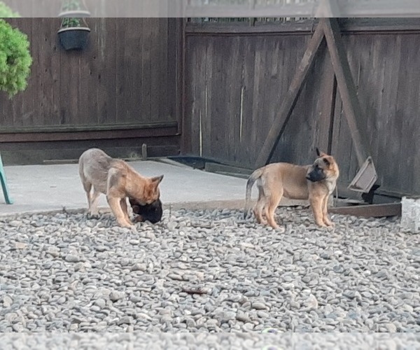 Medium Photo #6 Malinois Puppy For Sale in ORCHARDS, WA, USA