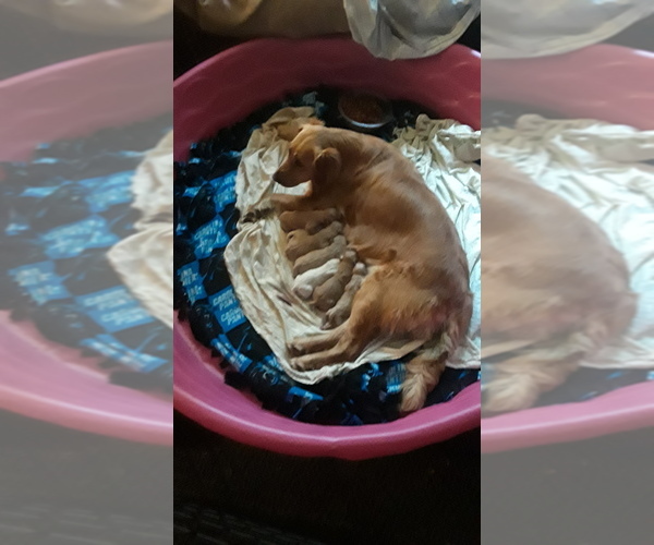 Medium Photo #2 Golden Retriever Puppy For Sale in BLACKBURN, NC, USA