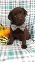 Labrador Retriever Puppy for sale in EDEN, PA, USA