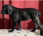 Small Photo #212 Cane Corso Puppy For Sale in COTTAGE GROVE, OR, USA