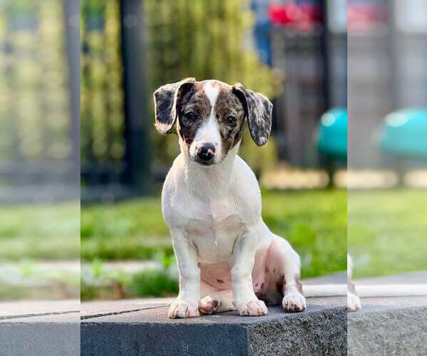 Medium Photo #8 Australian Shepherd-Unknown Mix Puppy For Sale in pomfret, CT, USA