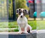 Small #7 Australian Shepherd Mix