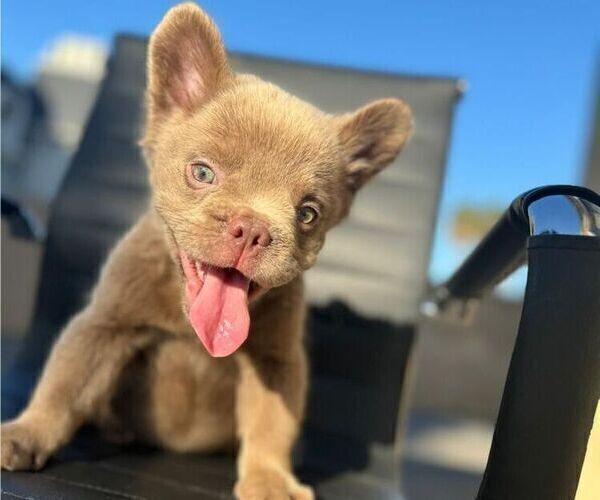 Medium Photo #3 French Bulldog Puppy For Sale in LAS VEGAS, NV, USA