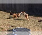 Small Photo #30 Labrador Retriever-Unknown Mix Puppy For Sale in Sebec, ME, USA