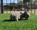 Small #25 French Bulldog