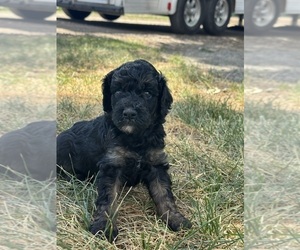 Poodle (Miniature)-Poodle (Standard) Mix Puppy for sale in LONGMONT, CO, USA