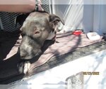 Small Photo #1 American Pit Bull Terrier Puppy For Sale in Petaluma, CA, USA