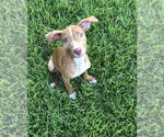 Small #33 American Pit Bull Terrier-Blue Lacy Mix