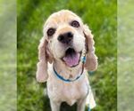 Small #13 Cocker Spaniel