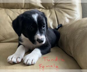 Huskies -Labrador Retriever Mix Dogs for adoption in Princeton, MN, USA