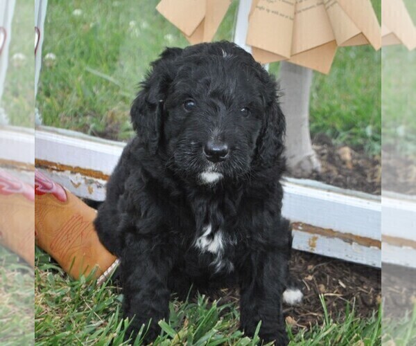 Medium Photo #1 Bernedoodle Puppy For Sale in GREENCASTLE, PA, USA