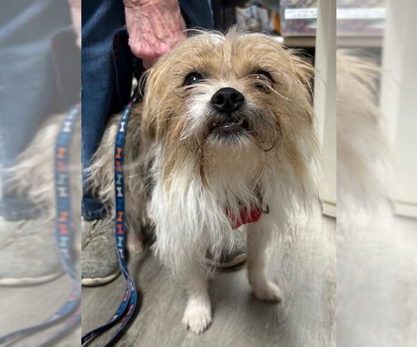 Medium Photo #4 Mutt Puppy For Sale in Stanhope, NJ, USA