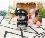 Small #3 Schnauzer (Miniature)