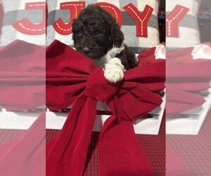 Bernedoodle Puppy for sale in DUNNELLON, FL, USA
