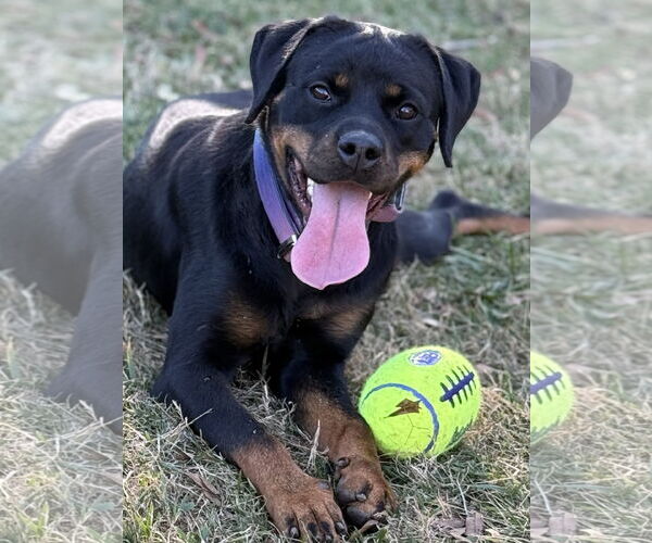 Medium Photo #2 Rottweiler Puppy For Sale in Mooresville, NC, USA