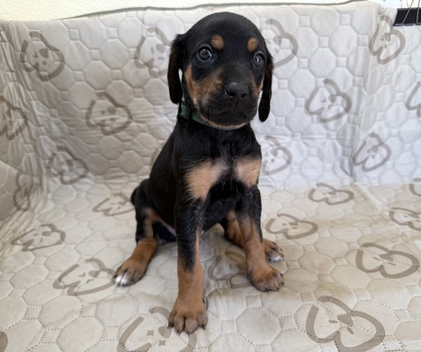 Medium Photo #2 Labrador Retriever-Rhodesian Ridgeback Mix Puppy For Sale in FRESNO, CA, USA