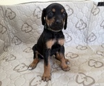 Hera - Female Labrador Retriever-Rhodesian Ridgeback Mix Dog for Adoption - Photo #2