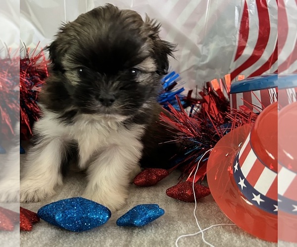 Medium Photo #2 Shih Tzu Puppy For Sale in DENTON, MD, USA